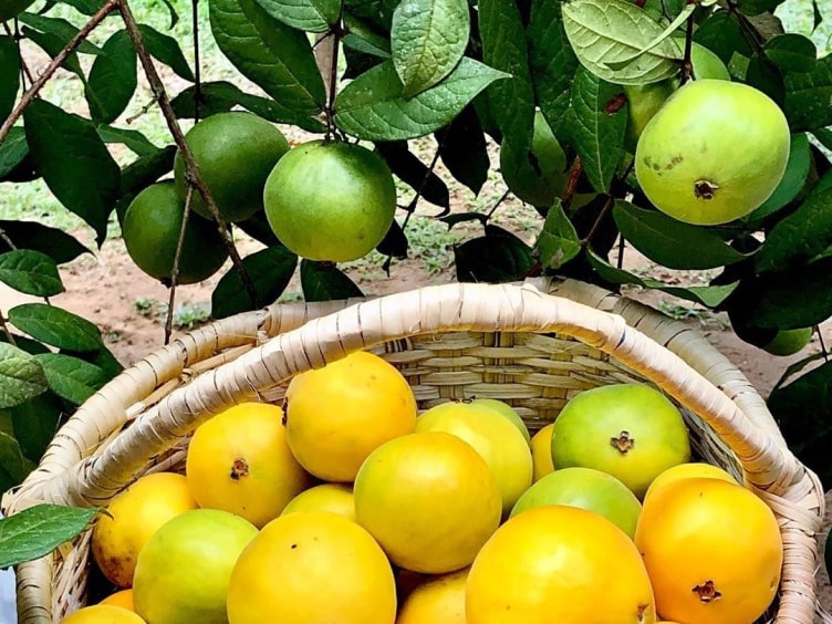 Availability of raw materials