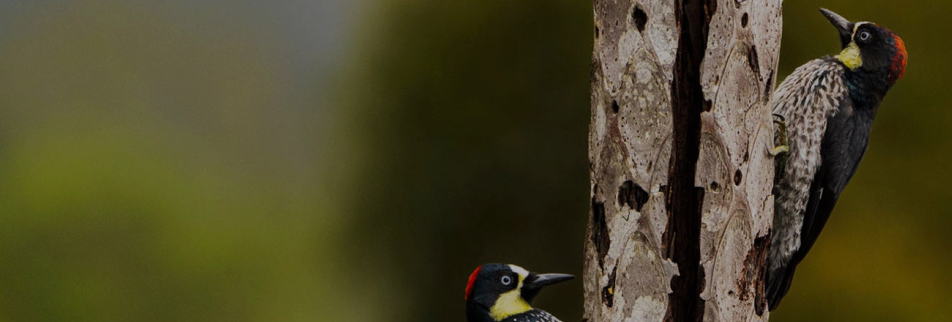 Bird in a tree